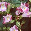 Torenia fournieri 'Duchess Mix', flowers