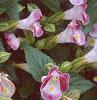 Torenia fournieri 'Duchess Mix', flowers