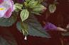 Torenia fournieri 'Duchess Mix', flowers