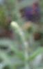 Veronica alpina 'Goodness Grows', flowers