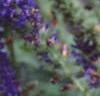 Veronica alpina 'Goodness Grows', flowers