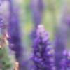 Veronica alpina 'Goodness Grows', flowers