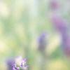 Veronica alpina 'Goodness Grows', flowers