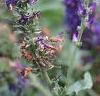 Veronica alpina 'Goodness Grows', flowers