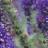 Veronica alpina 'Goodness Grows', flowers