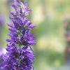 Veronica alpina 'Goodness Grows', flowers