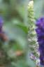 Veronica alpina 'Goodness Grows', flowers