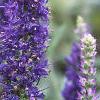 Veronica alpina 'Goodness Grows', flowers