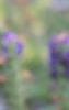 Veronica alpina 'Goodness Grows', flowers