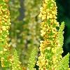 Verbascum chaixii, flowers