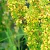 Verbascum chaixii, flowers