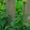 Verbascum chaixii, flowers