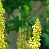 Verbascum chaixii, flowers