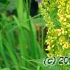Verbascum chaixii, flowers