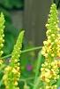 Verbascum chaixii, flowers