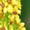 Verbascum chaixii, flowers