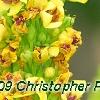 Verbascum chaixii, flowers