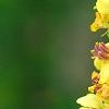 Verbascum chaixii, flowers