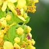 Verbascum chaixii, flowers