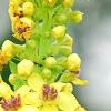 Verbascum chaixii, flowers