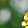 Verbascum chaixii, flowers