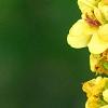 Verbascum chaixii, flowers