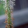 Veronica longifolia 'Fascination', flowers