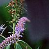 Veronica longifolia 'Fascination', flowers