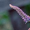 Veronica longifolia 'Fascination', flowers