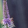 Veronica longifolia 'Fascination', flowers