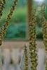 Verbascum olympicum, flowers