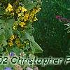 Verbascum olympicum, flowers