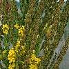 Verbascum olympicum, flowers