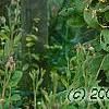 Verbascum olympicum, flowers