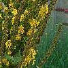 Verbascum olympicum, flowers