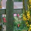 Verbascum olympicum, flowers