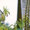 Verbascum olympicum, flowers