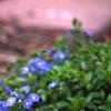 Veronica peduncularis 'Georgia Blue', habit