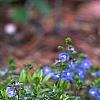 Veronica peduncularis 'Georgia Blue', habit