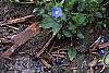 Veronica peduncularis 'Georgia Blue', habit