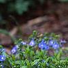 Veronica peduncularis 'Georgia Blue', habit
