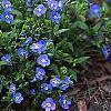 Veronica peduncularis 'Georgia Blue', habit