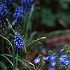 Veronica peduncularis 'Georgia Blue', habit