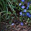 Veronica peduncularis 'Georgia Blue', habit
