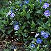 Veronica peduncularis 'Georgia Blue', habit