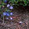Veronica peduncularis 'Georgia Blue', habit