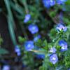 Veronica peduncularis 'Georgia Blue', flowers