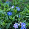 Veronica peduncularis 'Georgia Blue', flowers