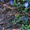Veronica peduncularis 'Georgia Blue', flowers
