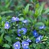 Veronica peduncularis 'Georgia Blue', flowers